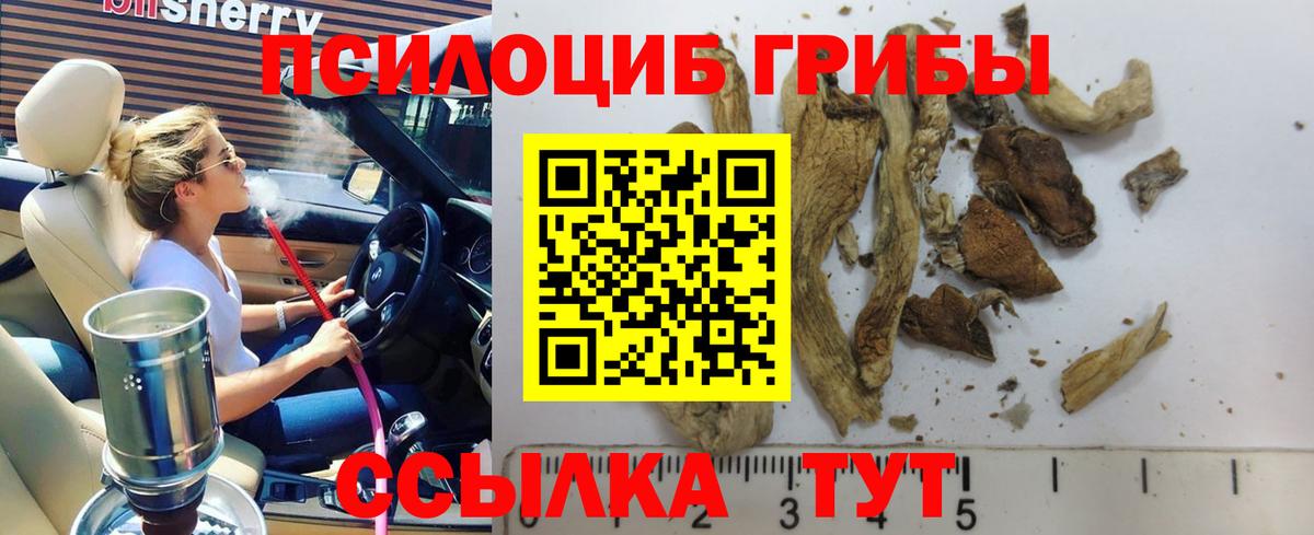 Галлюциногенные грибы Psilocybine cubensis  Вход с VPN  Псилоцибиновые грибы Cubensis  Елизово 